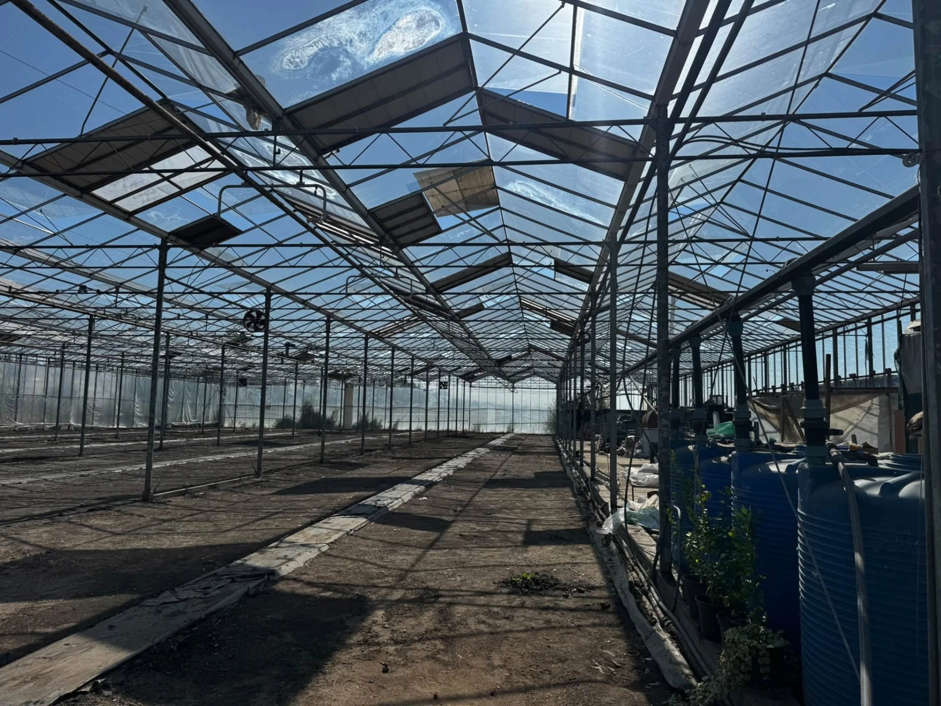 У Маяках переселенець вирощує тонни свіжих салатів