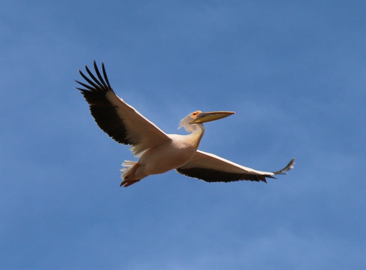 Рожеві пелікани на території Нижньодністровського національного природного парку