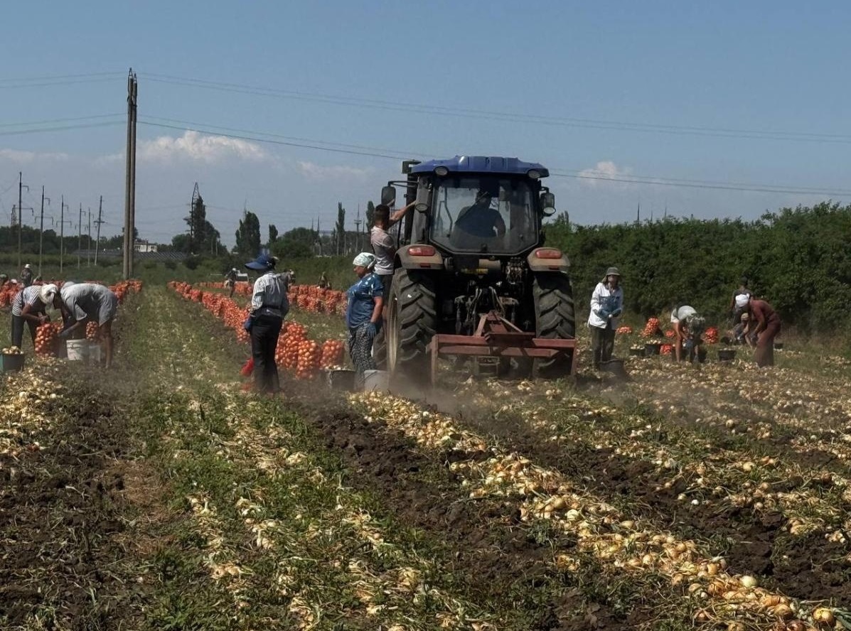 Збір врожаю корейської цибулі на Одещині
