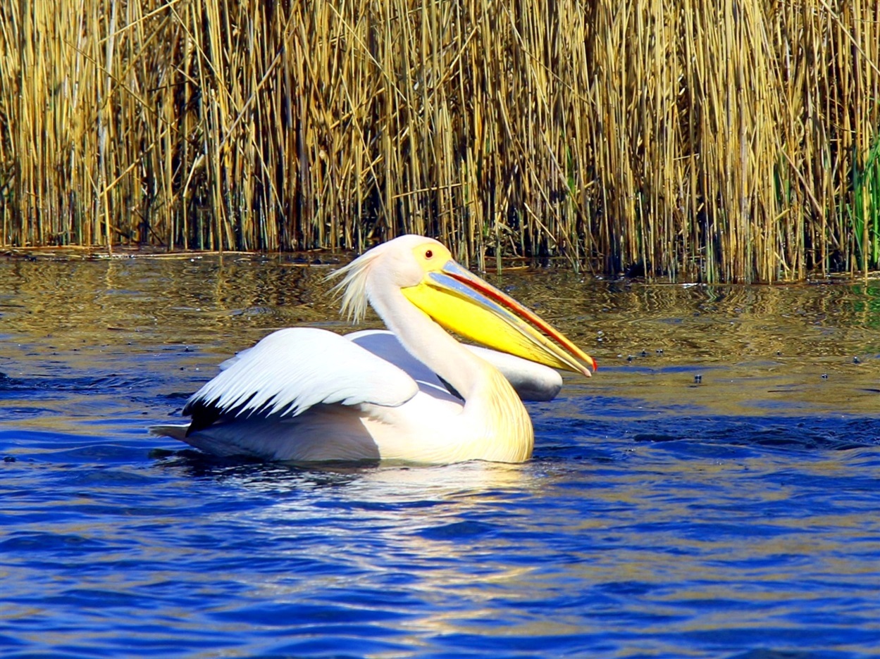 Рожеві пелікани на території Нижньодністровського національного природного парку