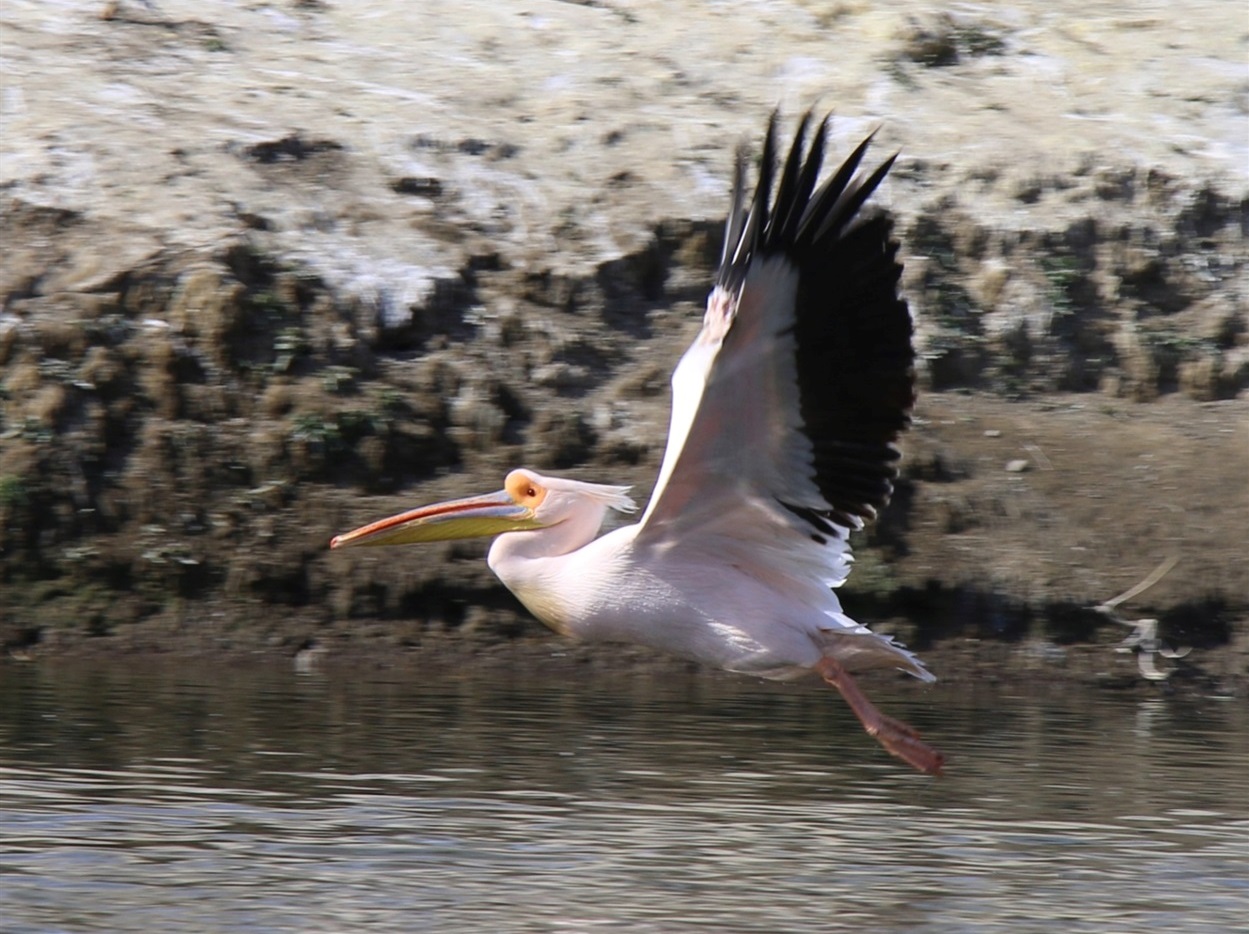Рожеві пелікани на території Нижньодністровського національного природного парку