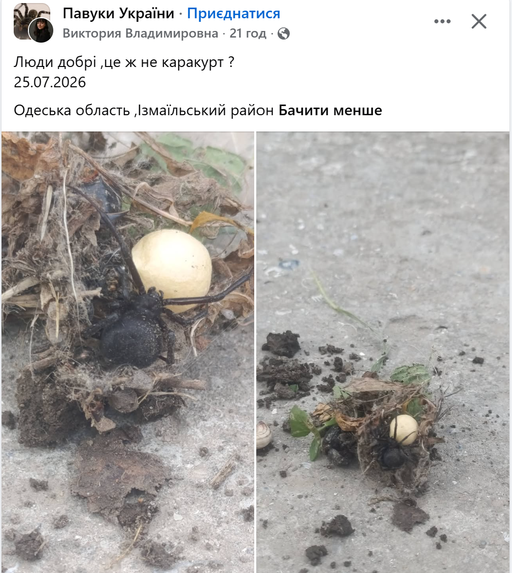 Каракурт на Одещині