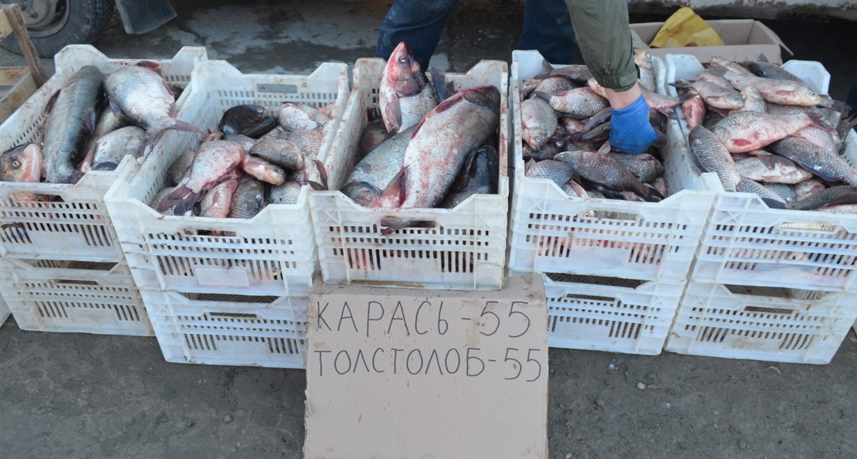 Під час сільськогосподарського ярмарку Біляївка