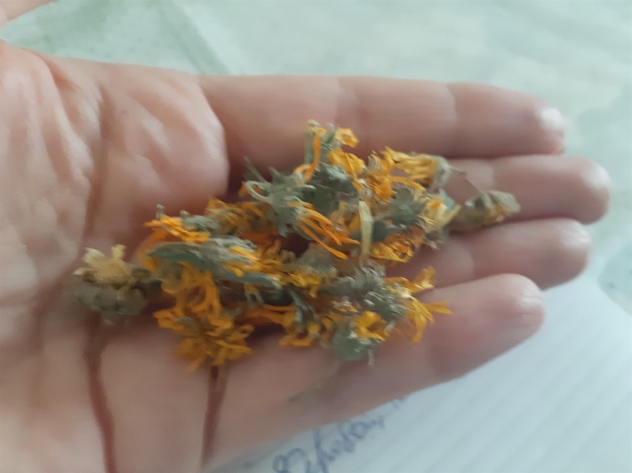 Календула, яку вже зібрала і висушила наша героїня