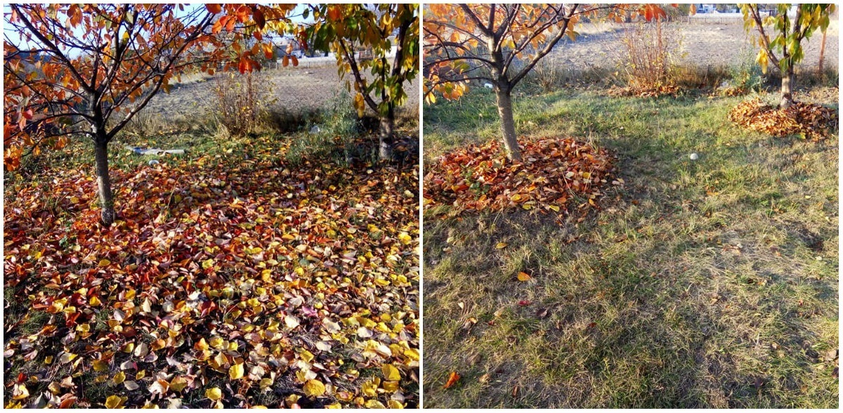 Шок! Сенсація! Навесні це листя магічним чином зникне саме!