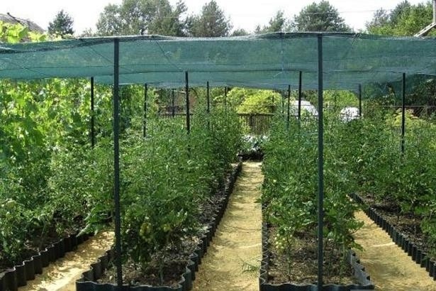 Ось такий навіс можна зробити для своїх рослин на городі