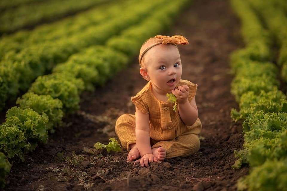 Фото у салатних грядках -реквізит корисний йта їстівний 