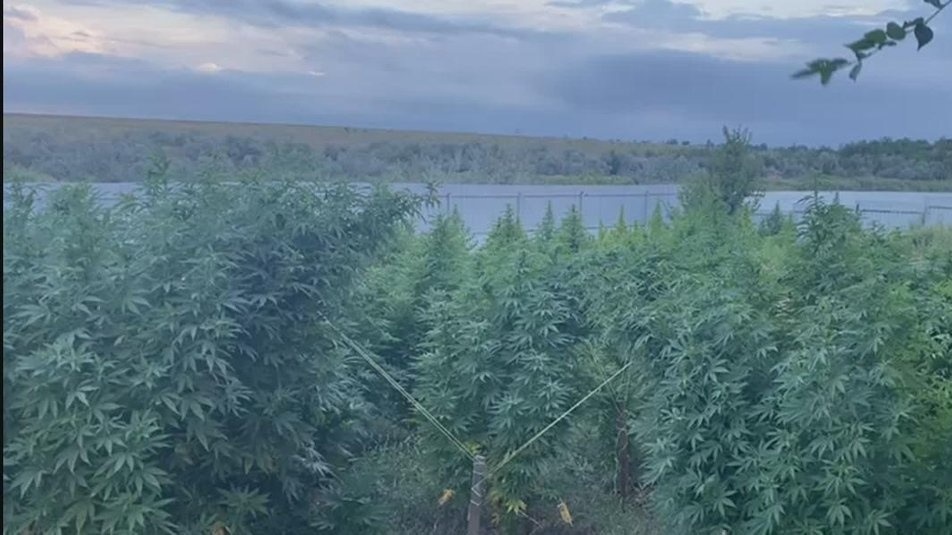 З парканом та системою поливу: під Одесою виявили плантацію коноплі на 3,5 млн грн