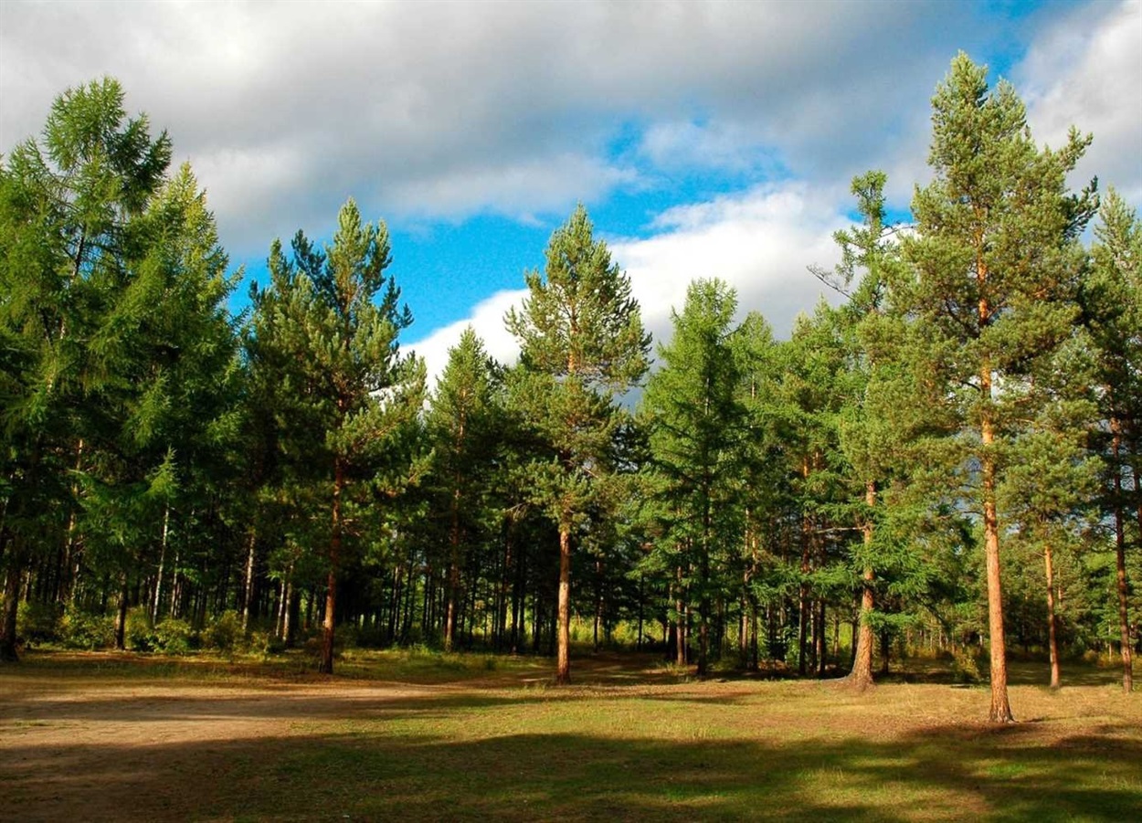  Олешківський ліс