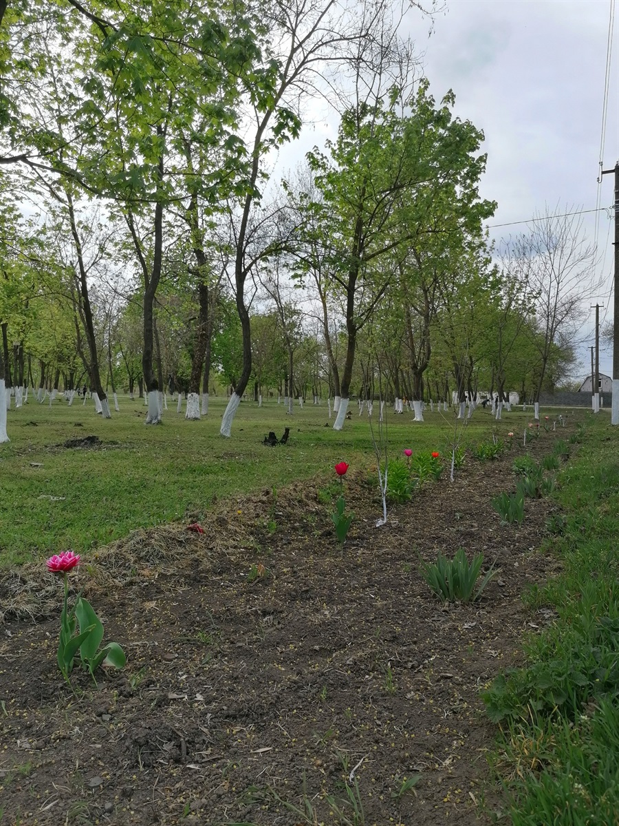 Наразі саджанці гібіскусу ще зовсім молоді. Доглядати за ними непросто, відра з водою жінкам доводиться носити з дому. Але бажання прикрасити селище гібіскусовою алеєю сильніше за труднощі