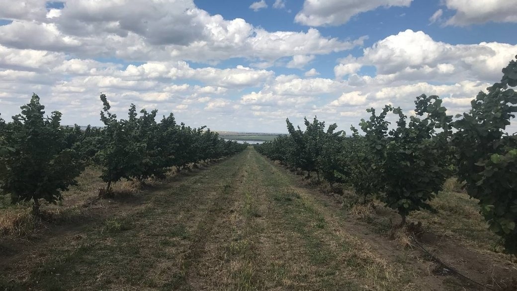 Плантації фундука