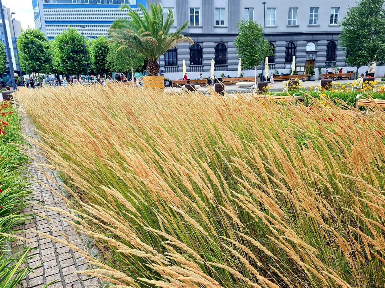 Центр Катовіце