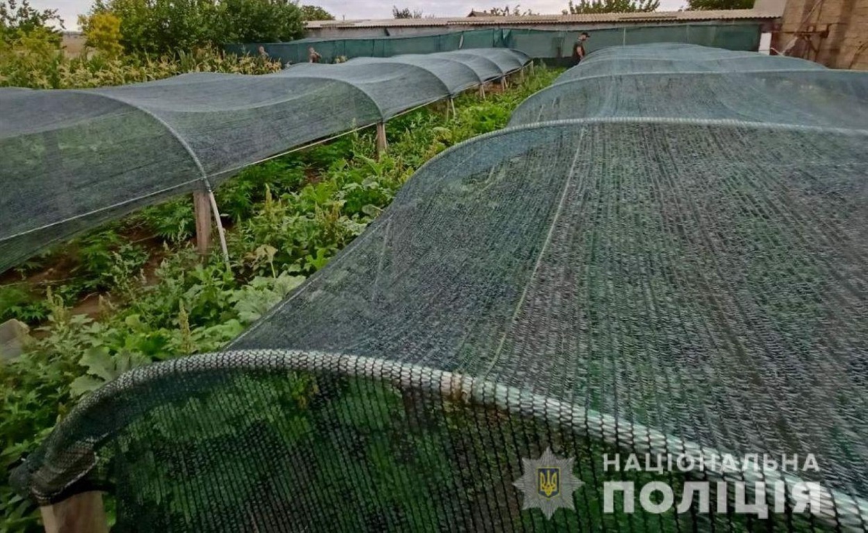 Правопорушник пояснив, що зілля садив для власного вживання