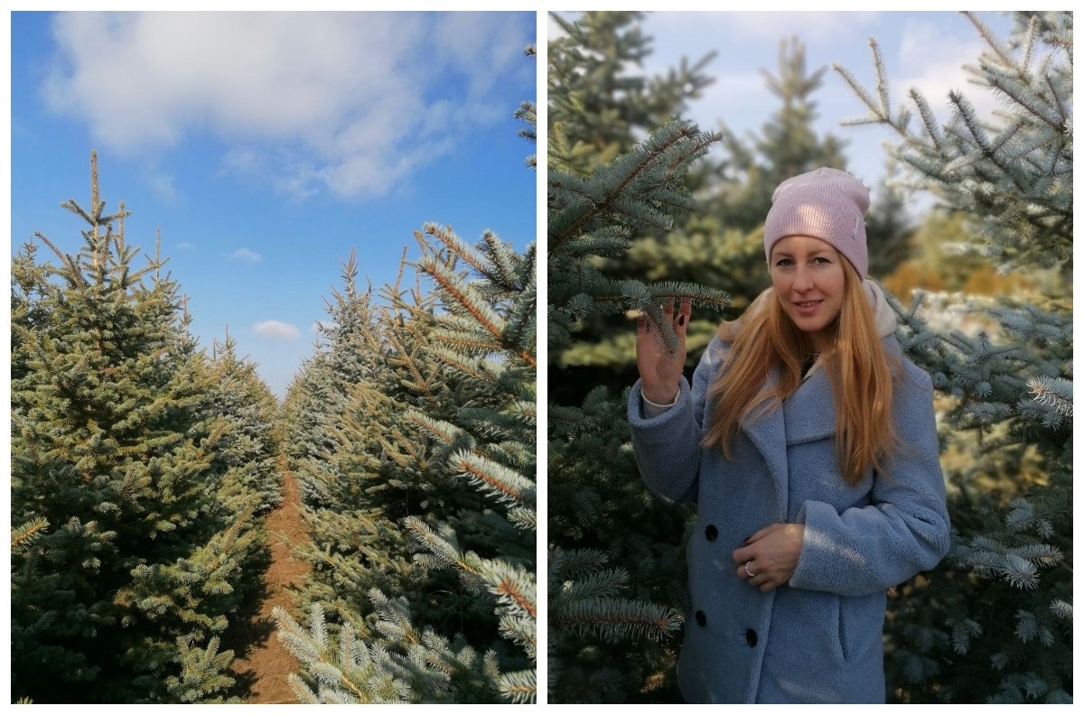 Катерина каже, що обрати серез розмаїття ялинок саме ту - було нелегко 