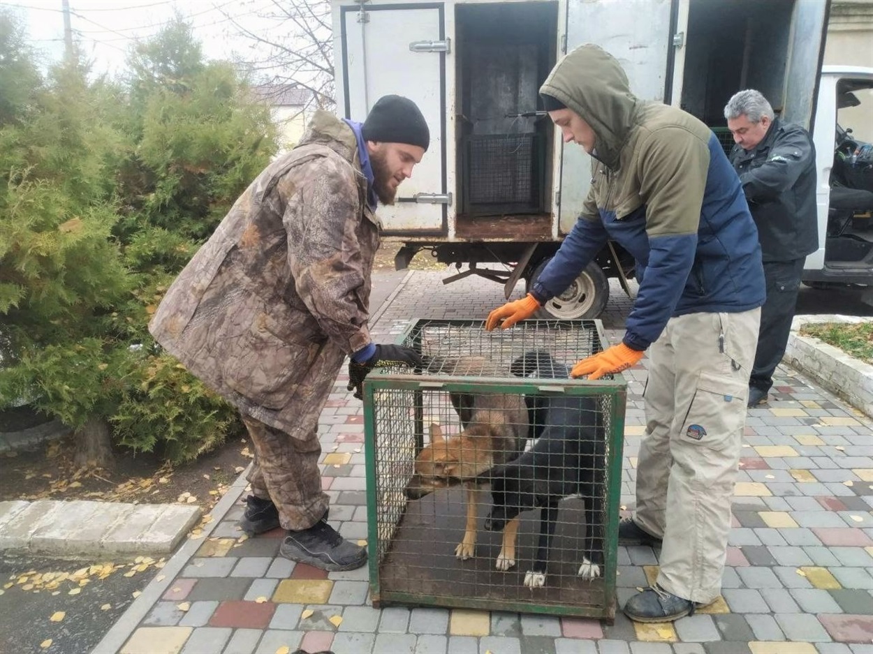 Вилов безпритульних собак, Біляївка