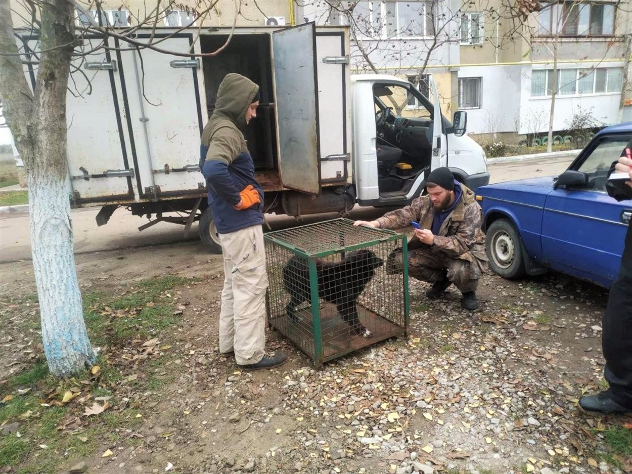 Вилов безпритульних собак, Біляївка