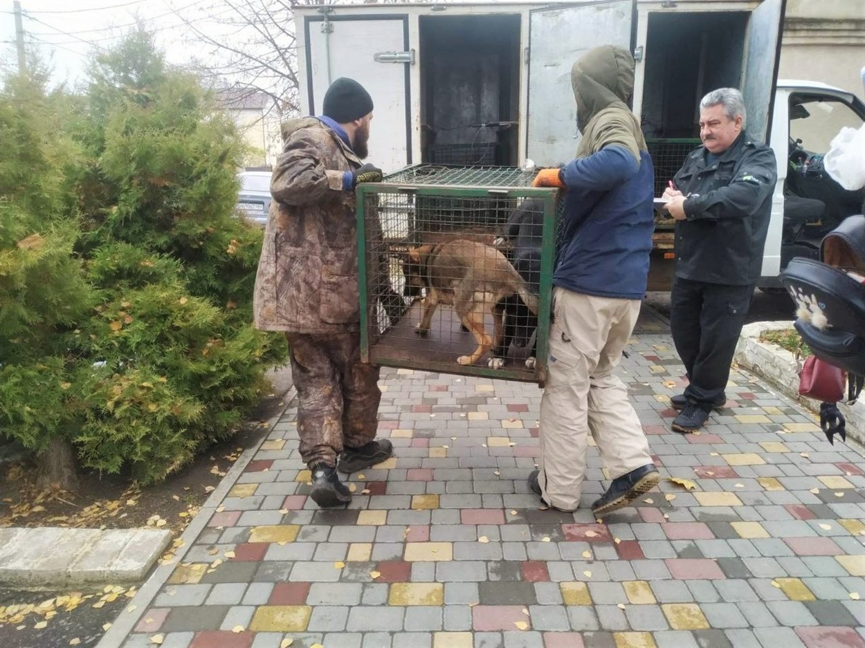 Вилов безпритульних собак, Біляївка