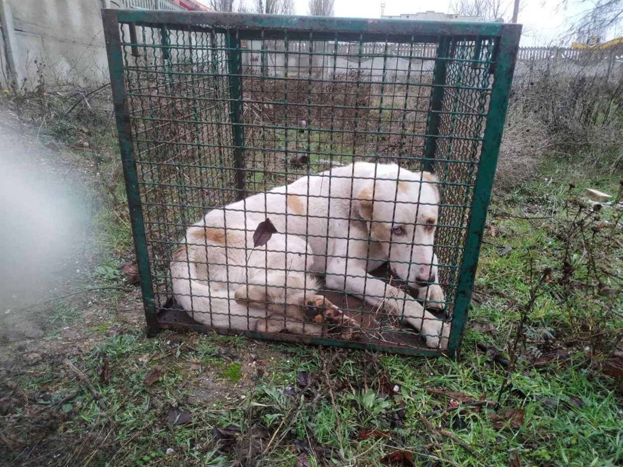 Вилов безпритульних собак Біляївка, Алабай