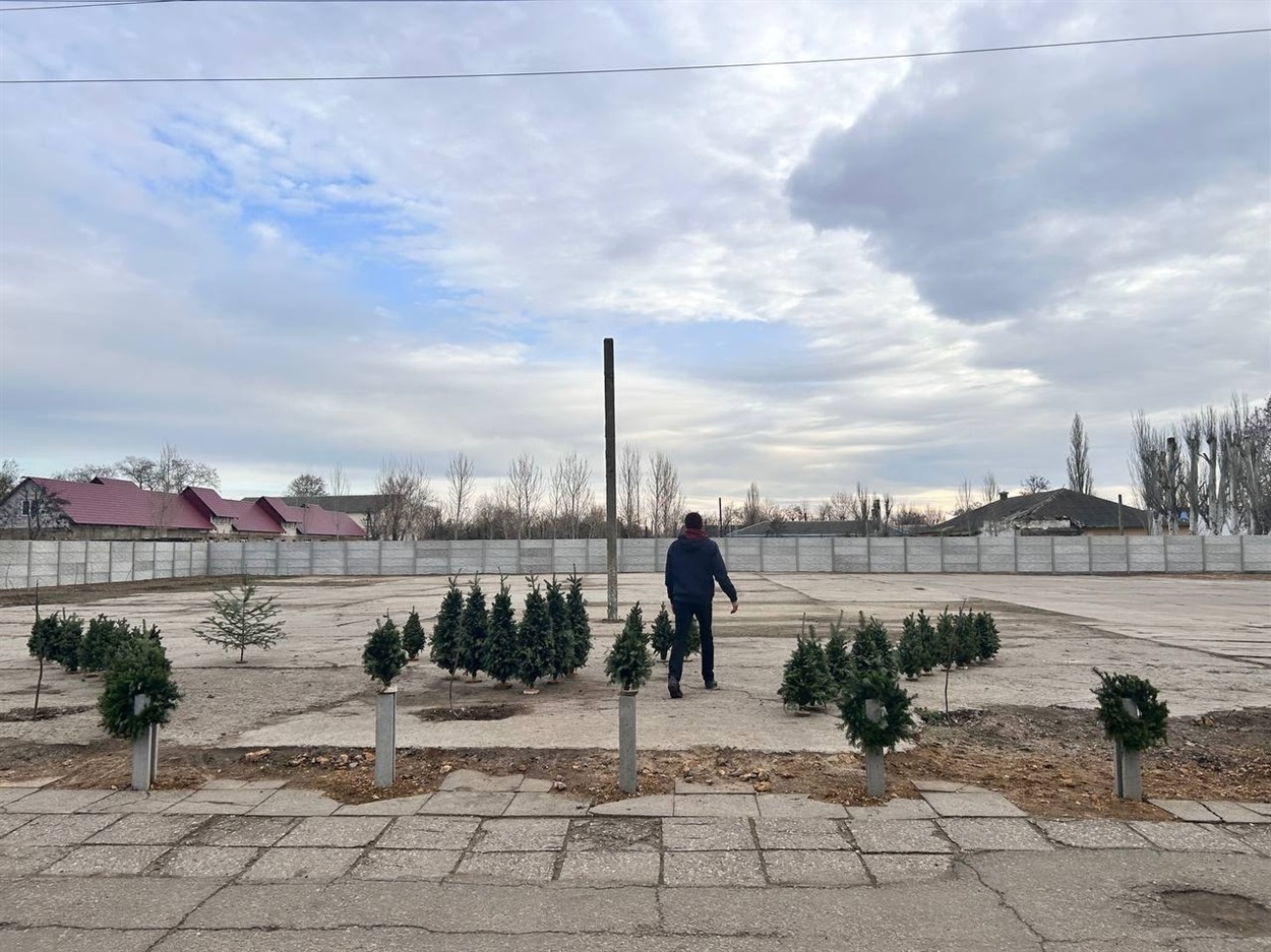 Продаж новорічних ялинок Біляївка