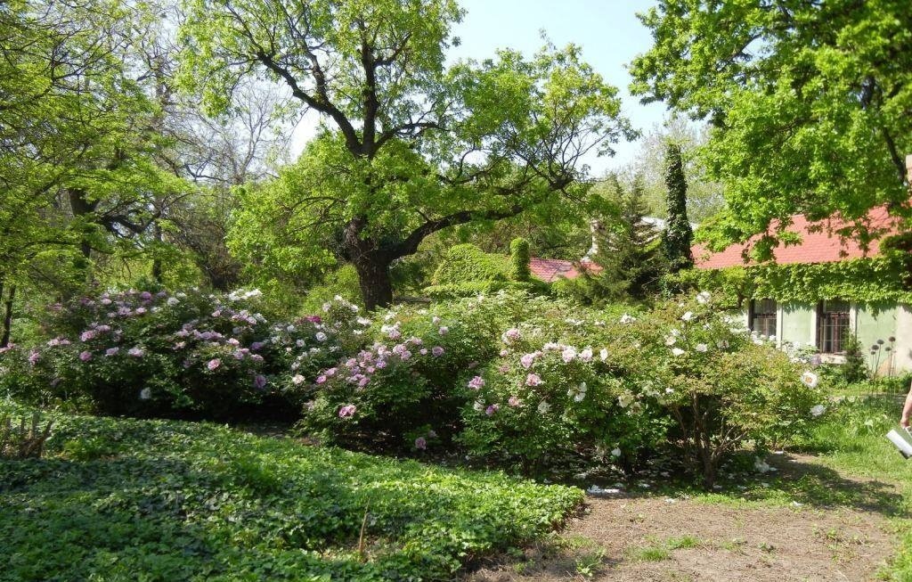  Ботанічний сад на Французькому бульварі.