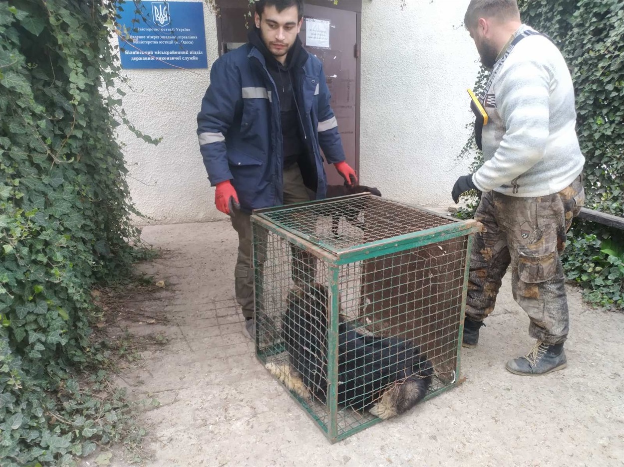 Вилов безпритульних собак Біляївка