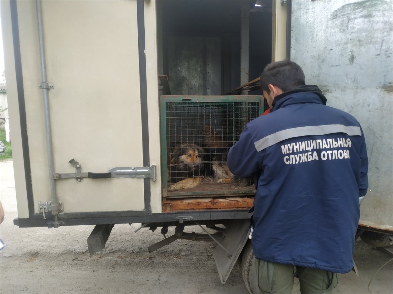 Вилов безпритульних собак Біляївка