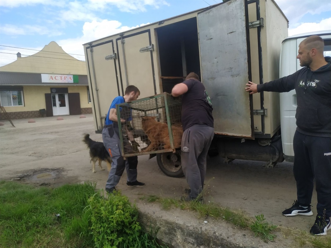 Працівники КП «Муніципальний центр екологічної безпеки"  випускають  стерилізованих безпритульних собак у Біляївці