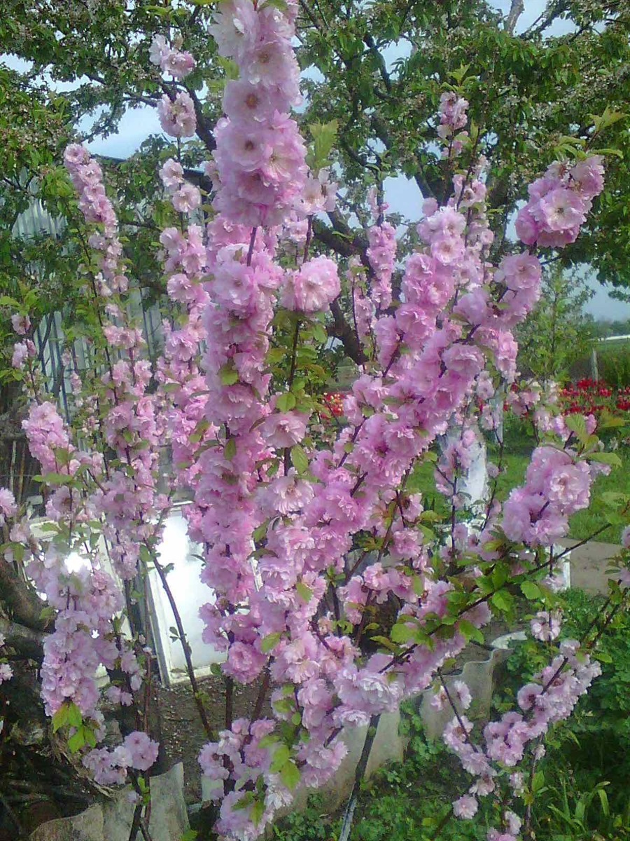 Сакура 