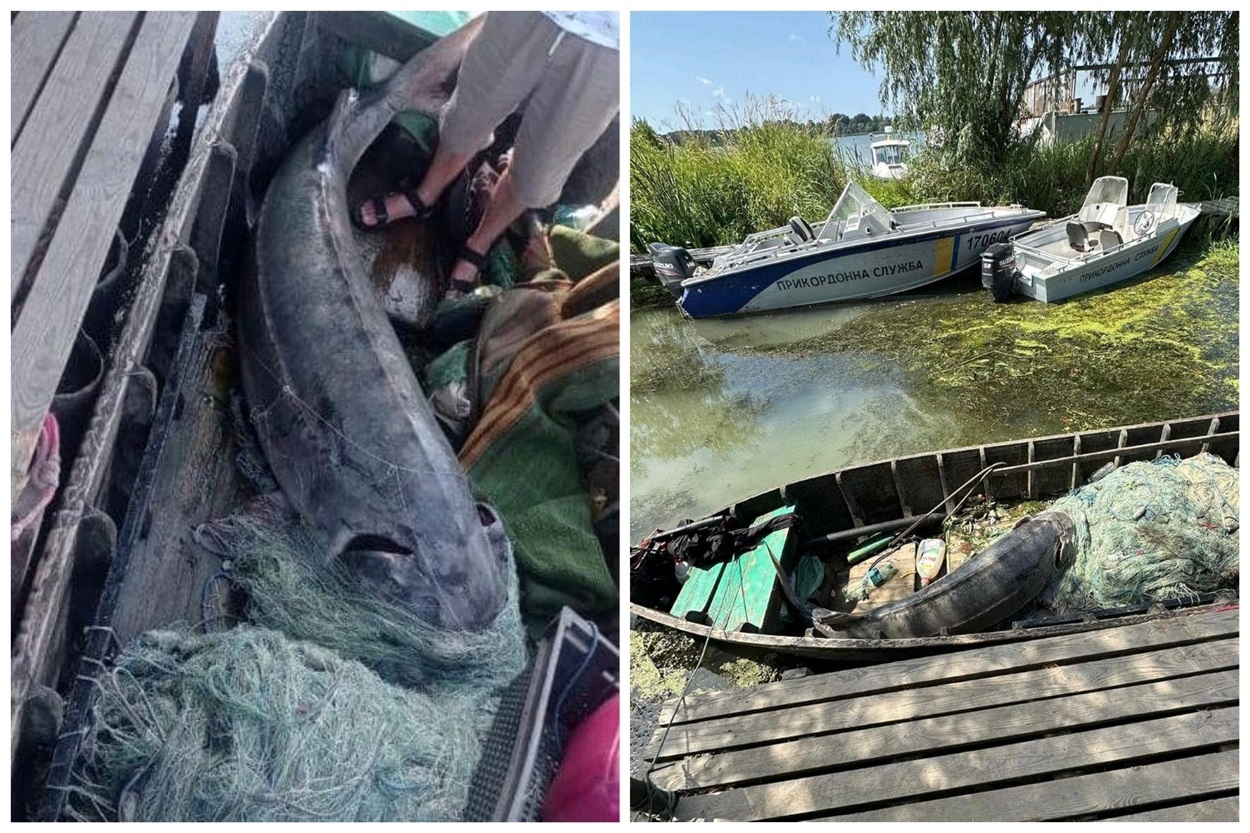 На Одещині браконьєри вбили білугу  