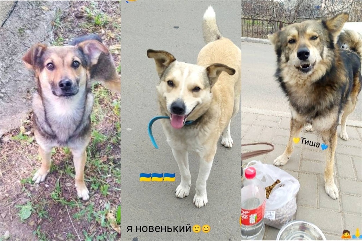 Безпритульні собаки Біляївка