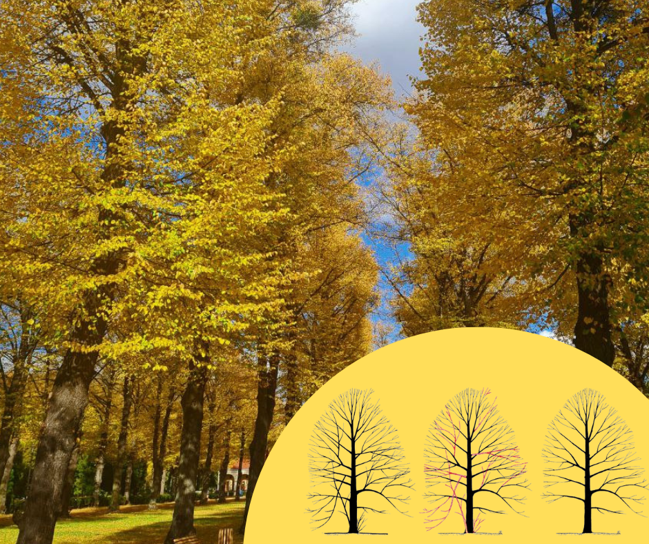 Структурна обрізка дорослого дерева. Джерело: Tree Pruning Standard