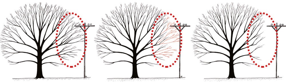 Принцип обрізки дерева поблизу електроопор. Джерело: Tree Pruning Standard