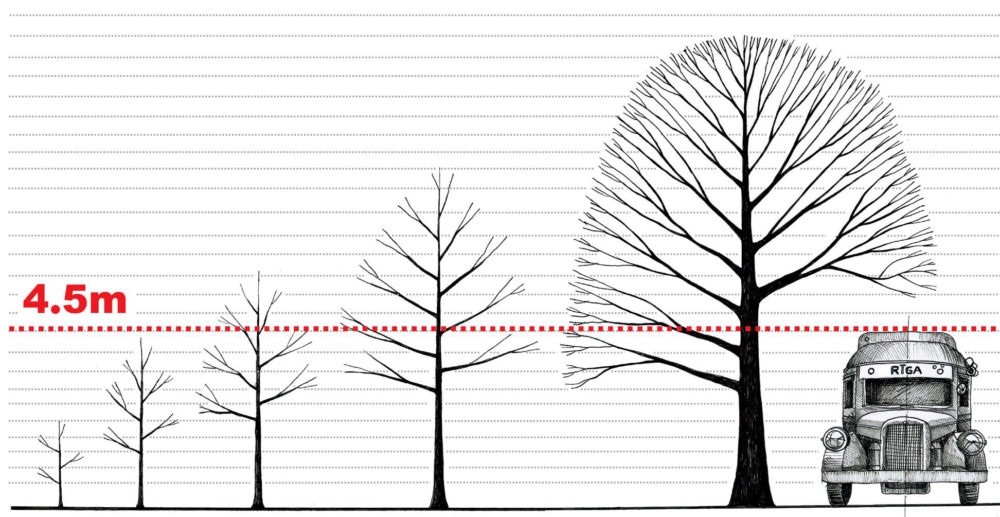 Принцип обрізки дерева, яке може заважати рухові транспорту Джерело: Tree Pruning Standard