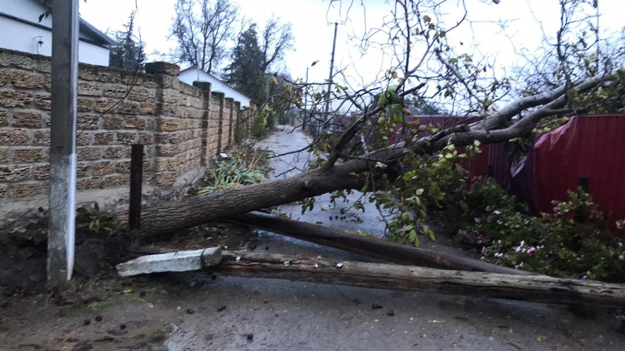 Повалене дерево і опроа по вулиці Покровській Біляївка