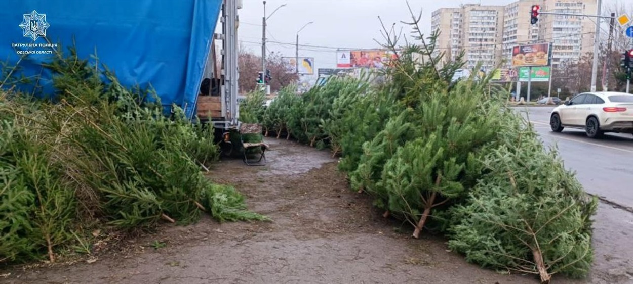 Незаконний продаж ялинок, Одеса 2023