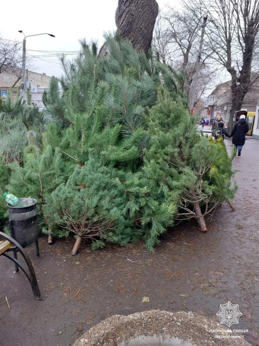 Незаконний продаж ялинок, Одеса 2023