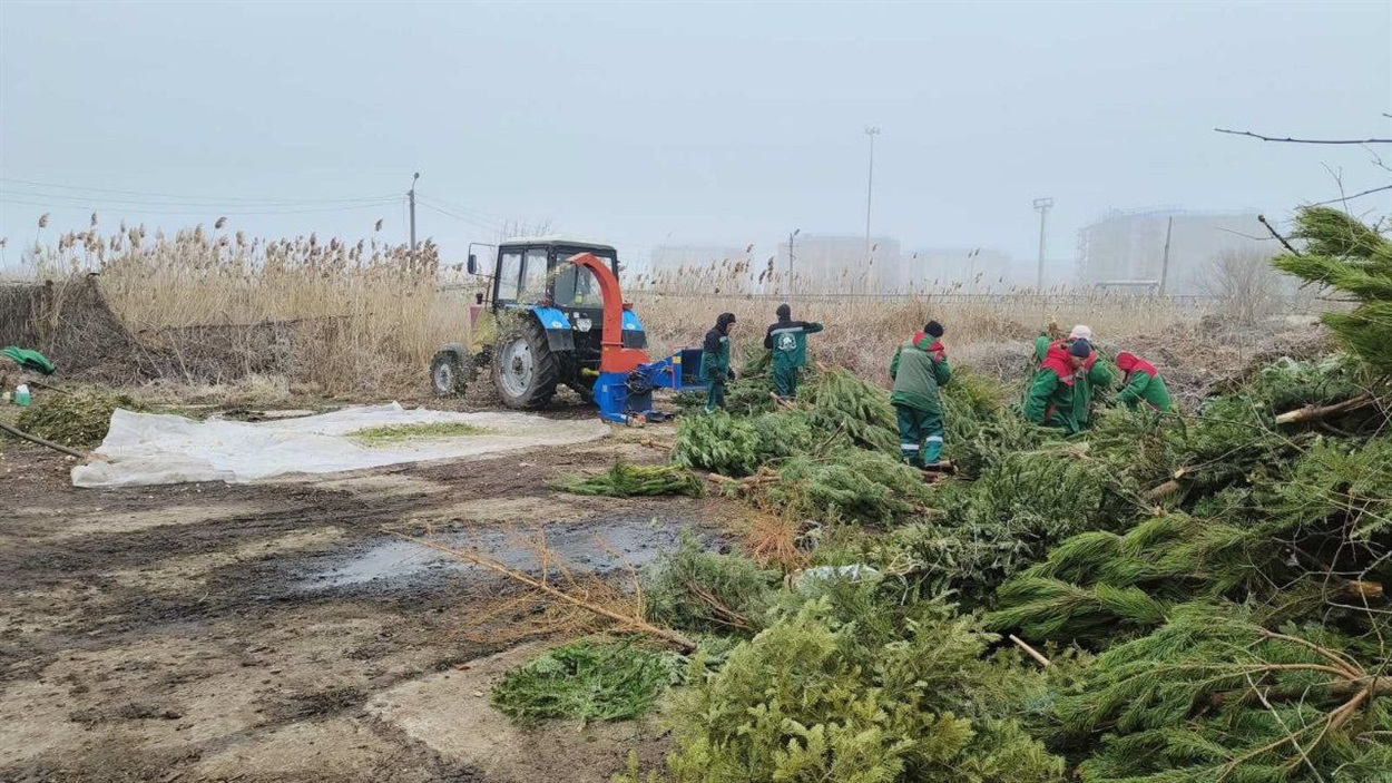 Одеські комунальники перетворюють новорічну хвою на добриво й мульчу 