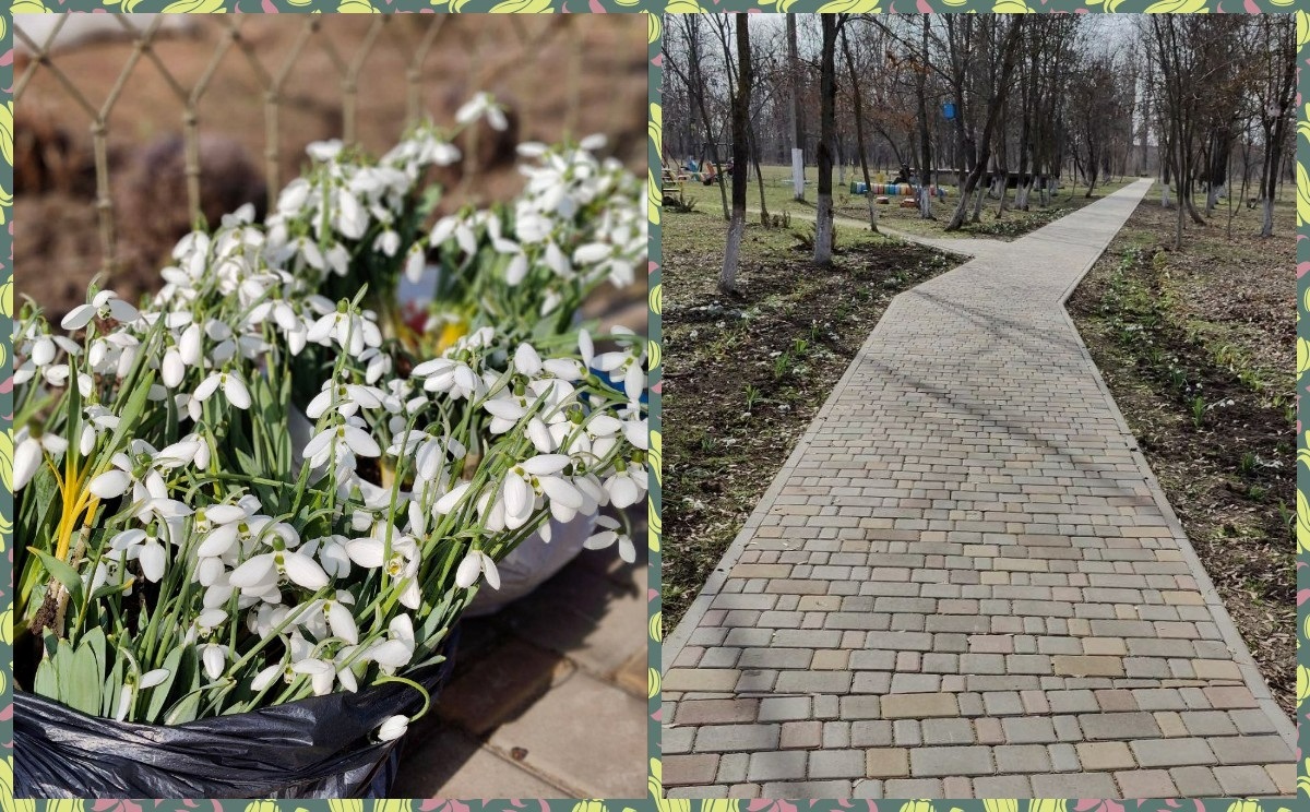 Алея підсніжників, яку почали висаджувати у селищі 