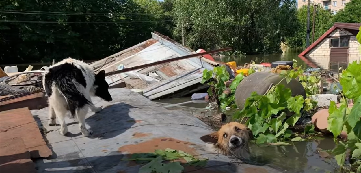 Врятовані тварини / Фото: скриншот з відео "Порятунок тварин Харків"