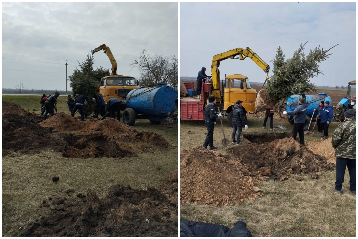 Мешканці висаджують ялинки у селі Майори