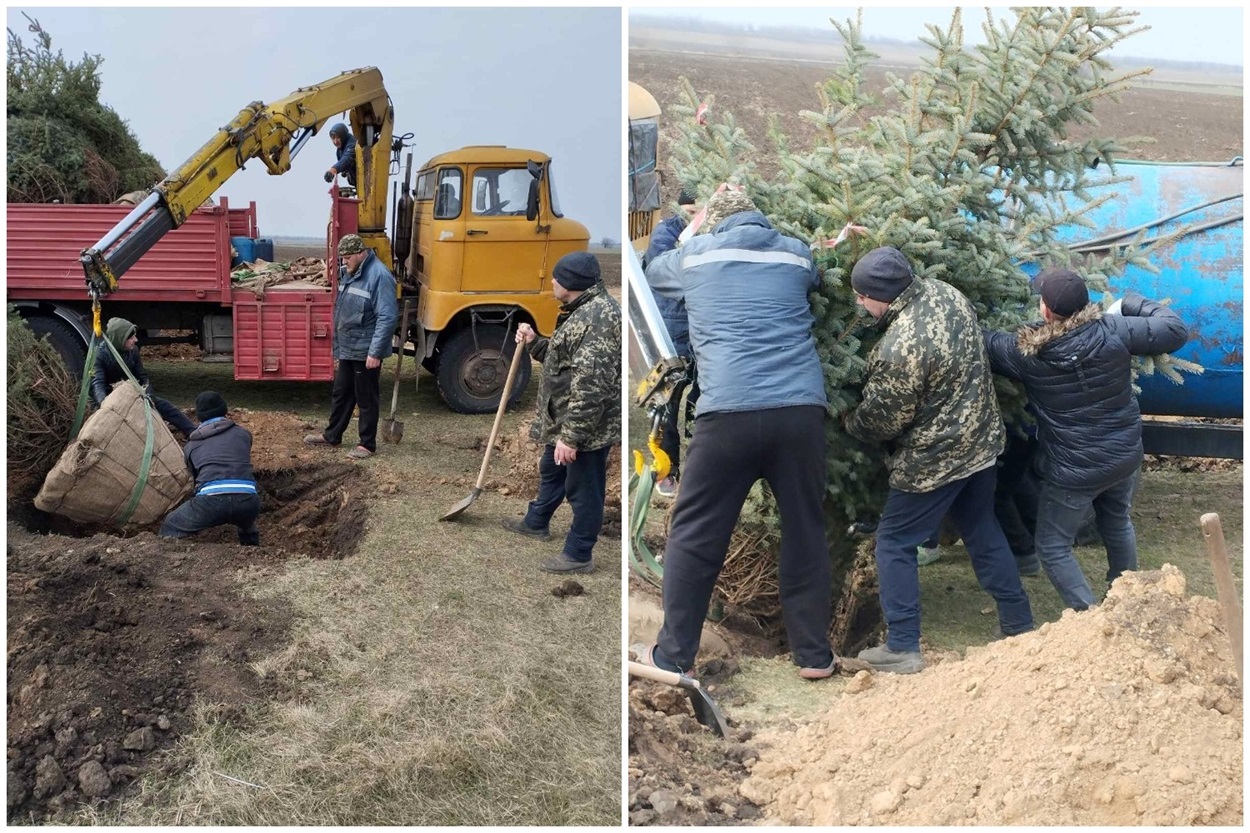 Мешканці висаджують ялинки у селі Майори