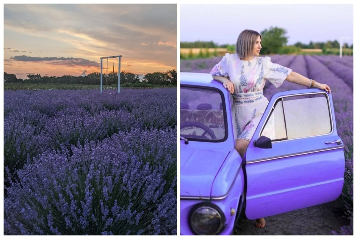 Лавандове поле в селі Вигода 