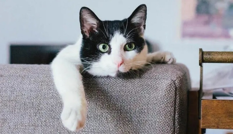 https://www.purina.ua/articles/cats/health/symptoms/cat-dandruff