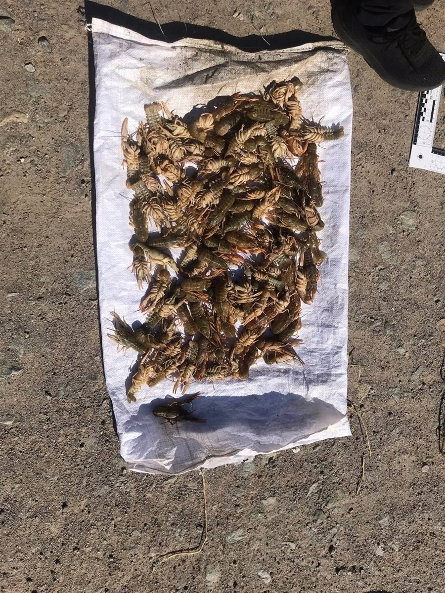 У Маяках Одеського району спіймали браконьєра з раками 