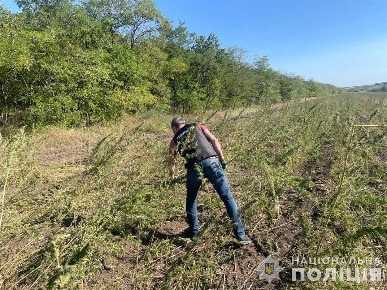 Сім гектарів коноплі виявили поліцейські на Одещині 