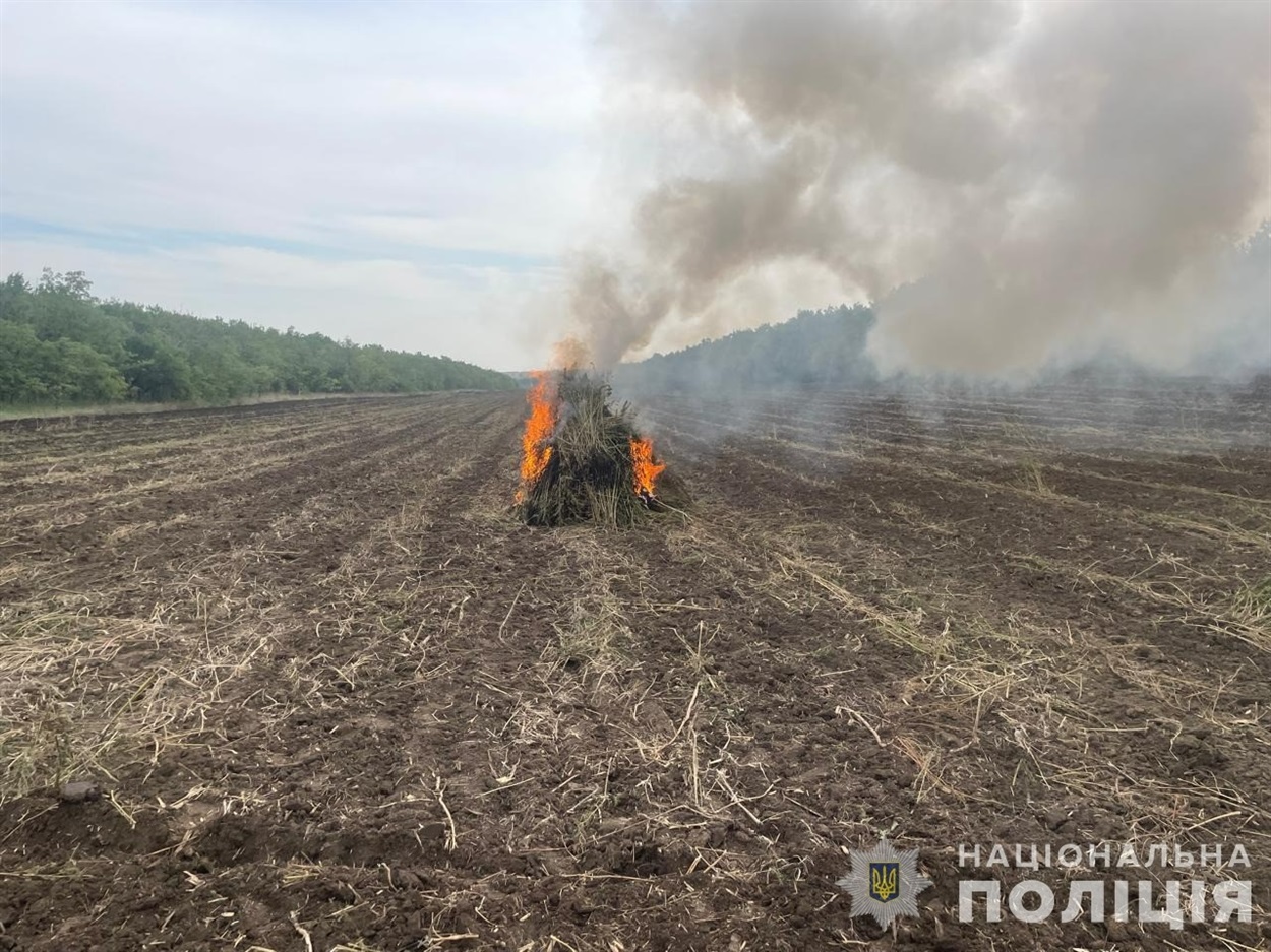 Виявлені нарковмісні рослини знищили