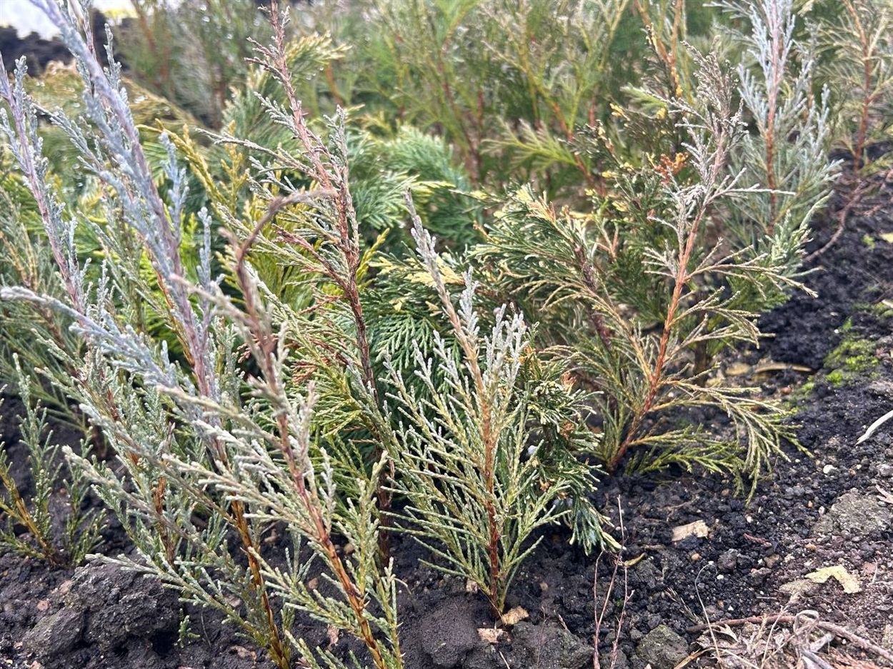 Ось так відбувається живцювання у розпліднику родини КУдлай