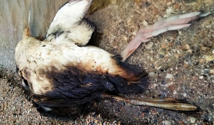 Загиблий від мазуту птах, якого знайшли в Одеській області