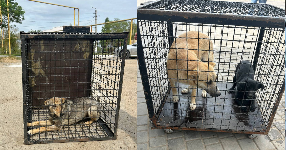 У Біляївській громаді відловили для стерилізації безпритульних тварин