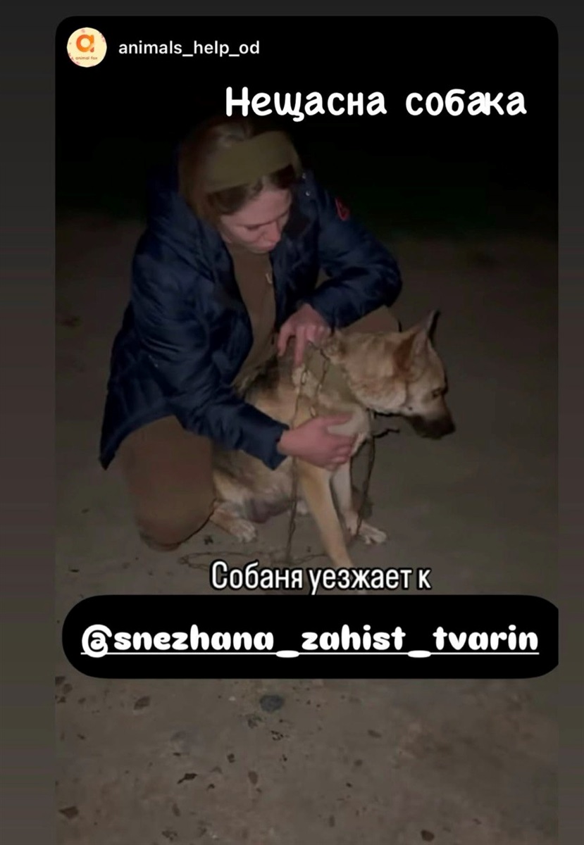 Тварину офіційно вилучили для проведення експертизи